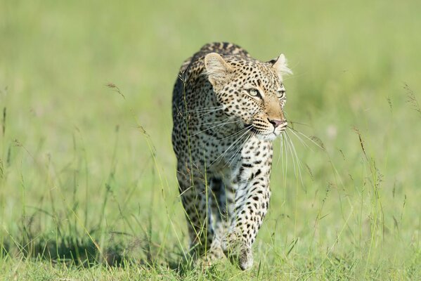 A predatory leopard runs through the grass