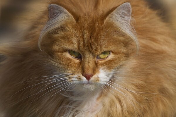 The angry look of a red cat