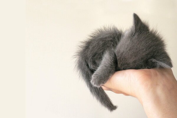 A gray baby sleeps in the palm of his hand on a white background