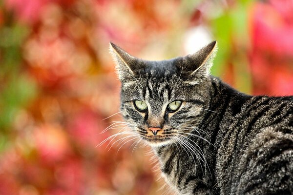 Look grigio gatto a strisce. Sfondo sfocato