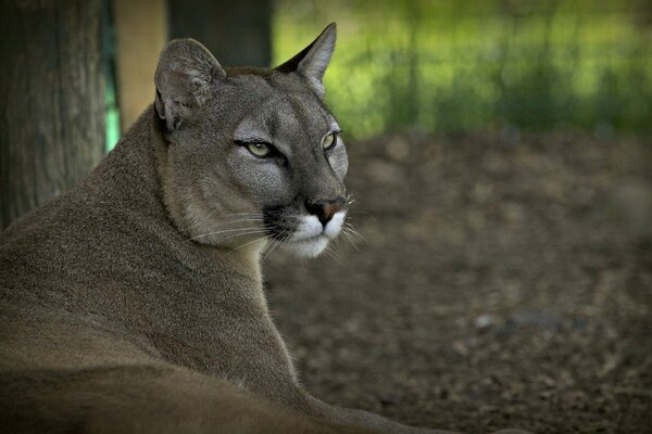 Puma im Urlaub nach der Jagd