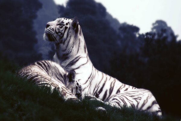 The white tiger looks into the distance