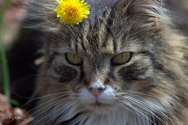 The muzzle of a cat with a dandelion on its head