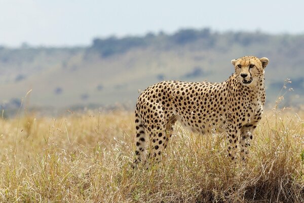 A cheetah in the wild