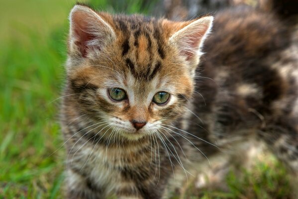 Котенок похожий на тигренка с необычным окрасом