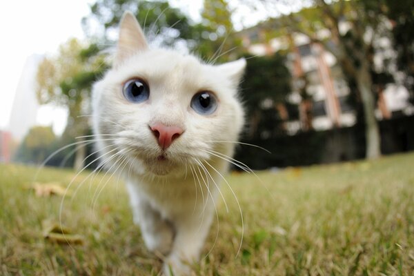 Gatto bianco con grandi baffi che guarda la telecamera