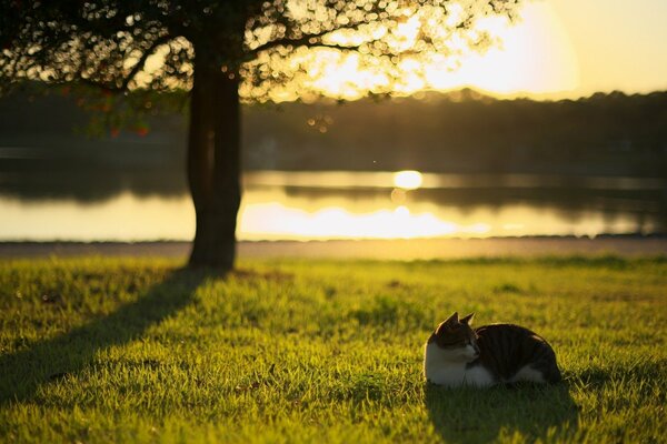 Morning rest, the cat is lying in the meadow in the sun