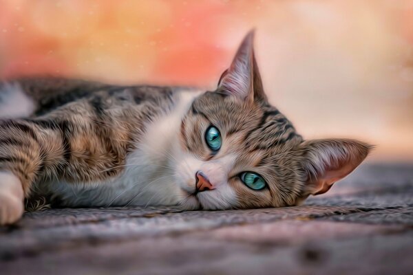 Усталый котик смотрит зелёно-голубыми глазками