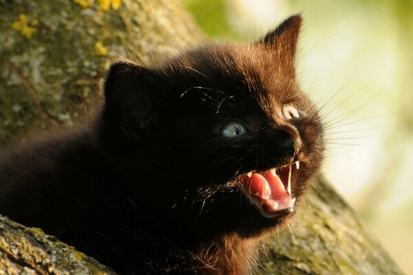 Mały czarny kotek miauczy na drzewie