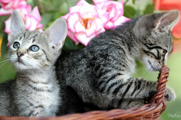 Pequeños gatitos en una cesta de rosas
