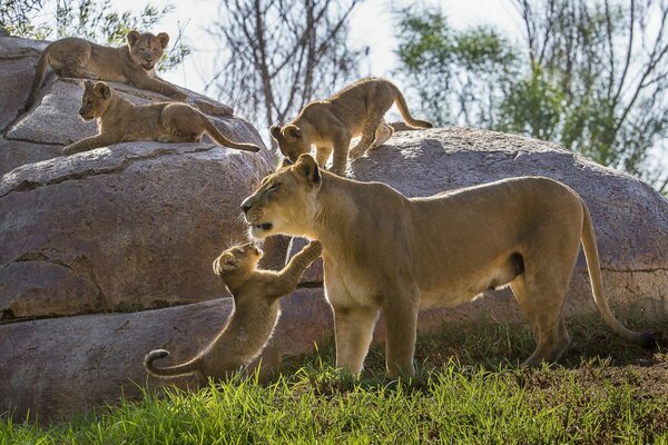 Lionceaux à côté de sa mère