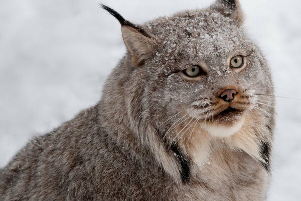 Predatory beast on the background of winter