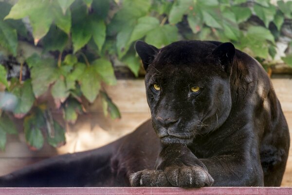 Der schwarze Panther versteckte sich im Schatten