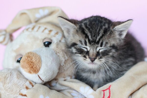 Gatito durmiendo con su juguete favorito