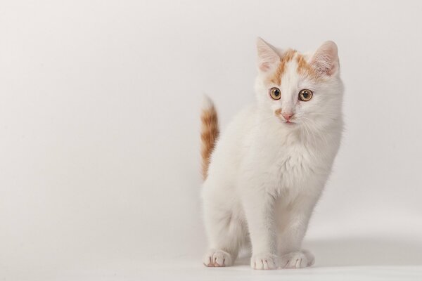 Pequeño gatito blanco sorprendido