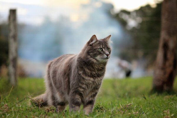 Flauschige Katze geht im Gras spazieren