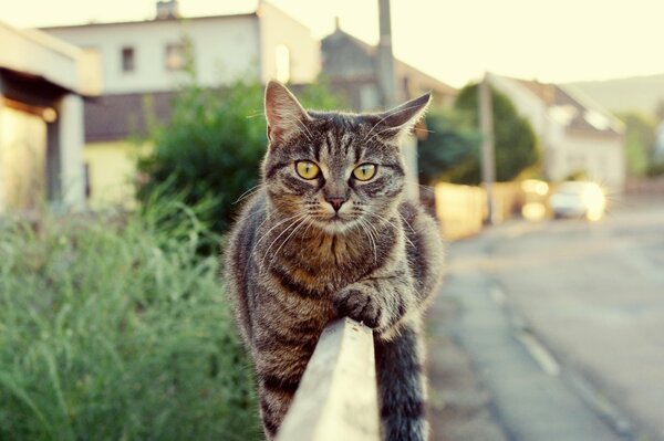 Chat confortablement installé sur la clôture