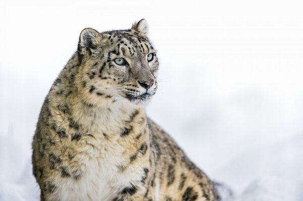 Der Panther auf dem weißen mnegu