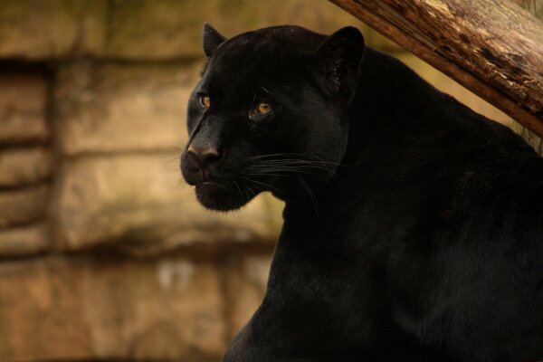 The Black panther turned its head