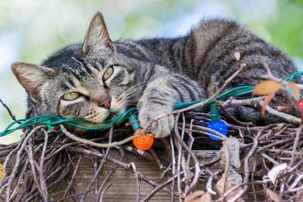 Eine graue Katze liegt auf Zweigen mit einer Girlande