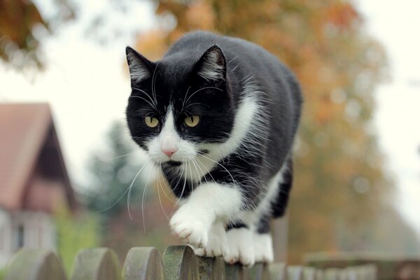 Chat noir et blanc marche sur la clôture arrière-plan flou