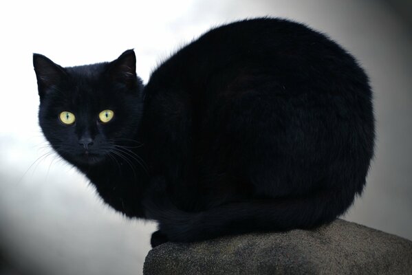 Black cat on a stone