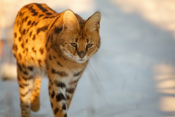 Gatto selvatico a caccia invernale