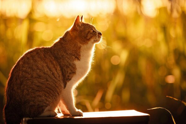 Kot w słońcu w letni poranek