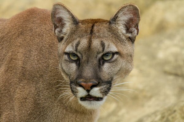 Bergkatze ist ein Cougar puma