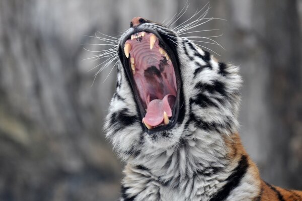 Amur tiger yawns, mouth with fangs close-up