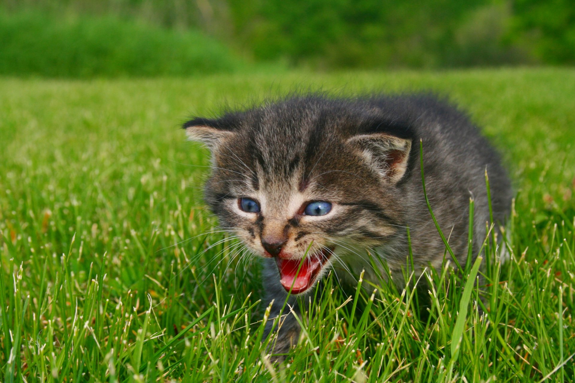 anruf für mama tiere kätzchen anruf für mama natur gras grün foto augen blau zischen