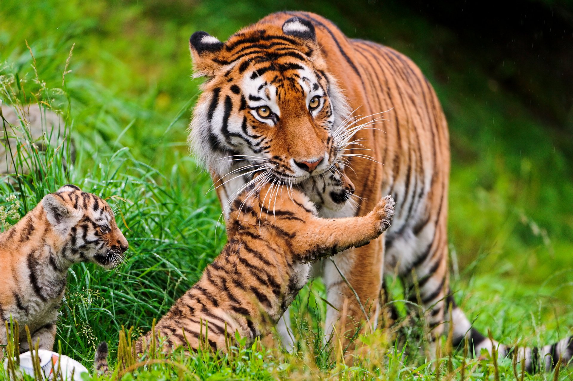 tigres gatos cachorro de tigre familia amur hierba ©tambako the jaguar