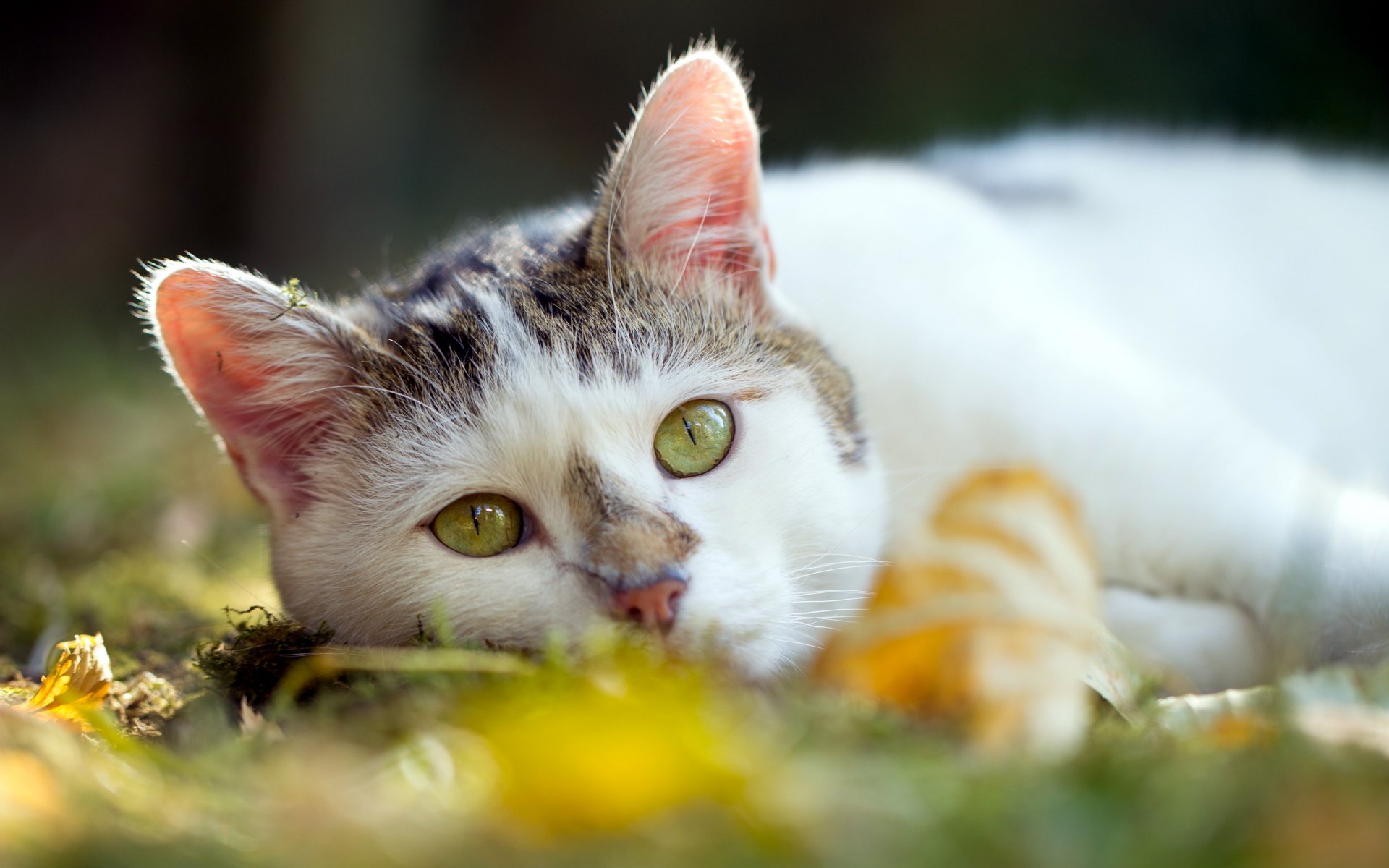 katze sommer hintergrund