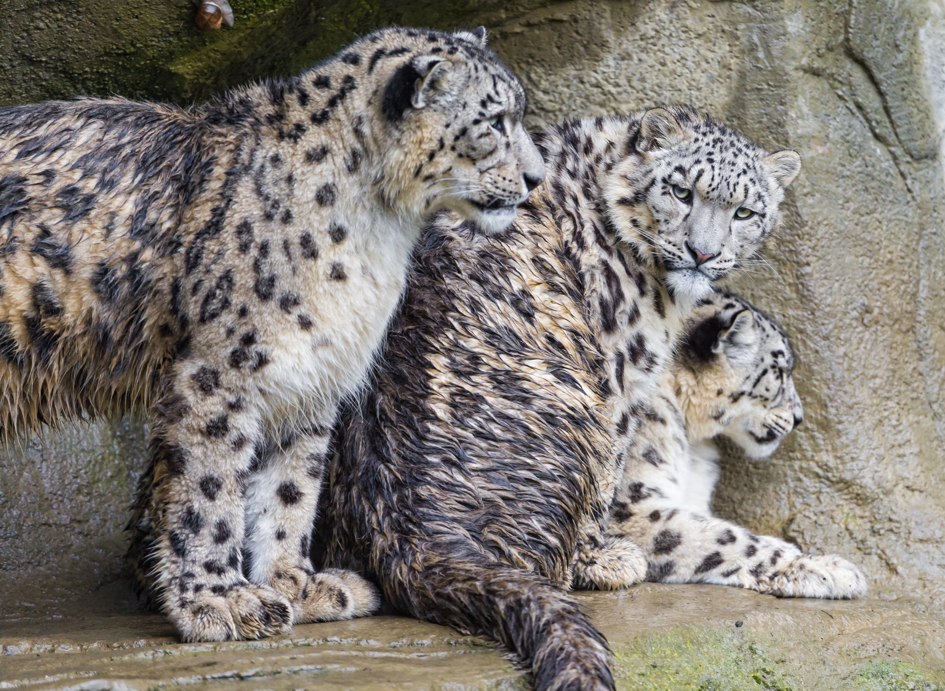 now leopard snow leopard cats trinity family wet ©tambako the jaguar