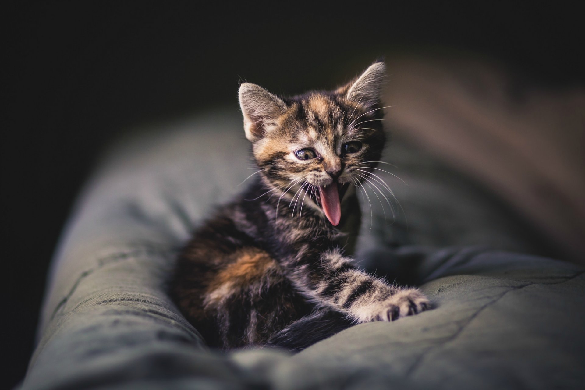 kitten babe grey striped mustache english yawning