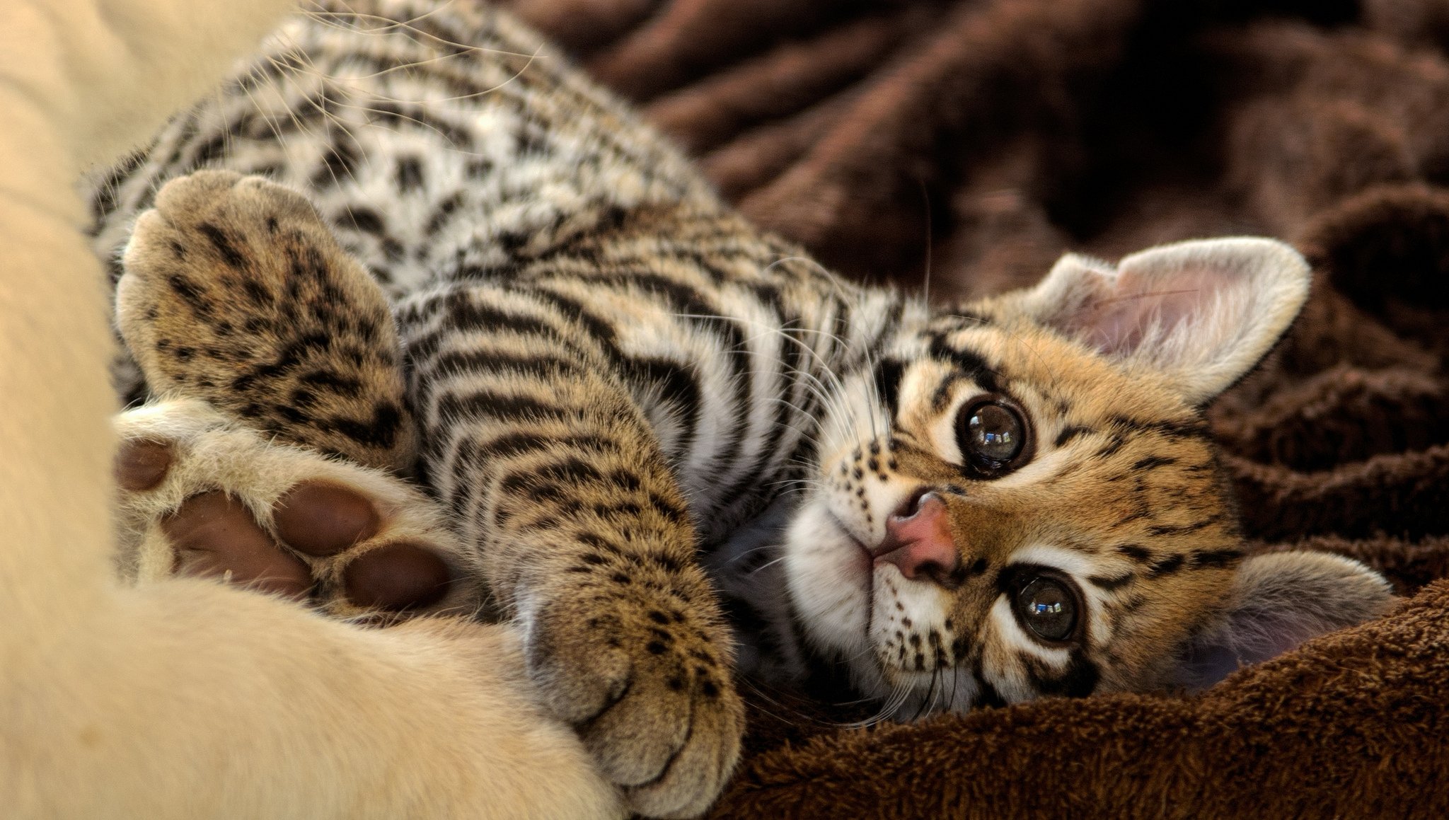 gato ocelote gatito mirada descanso