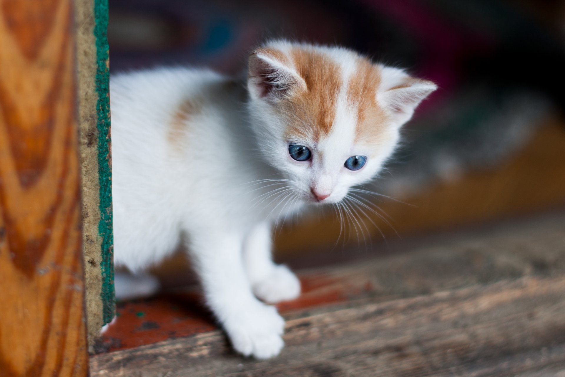 yeux bleus bébé