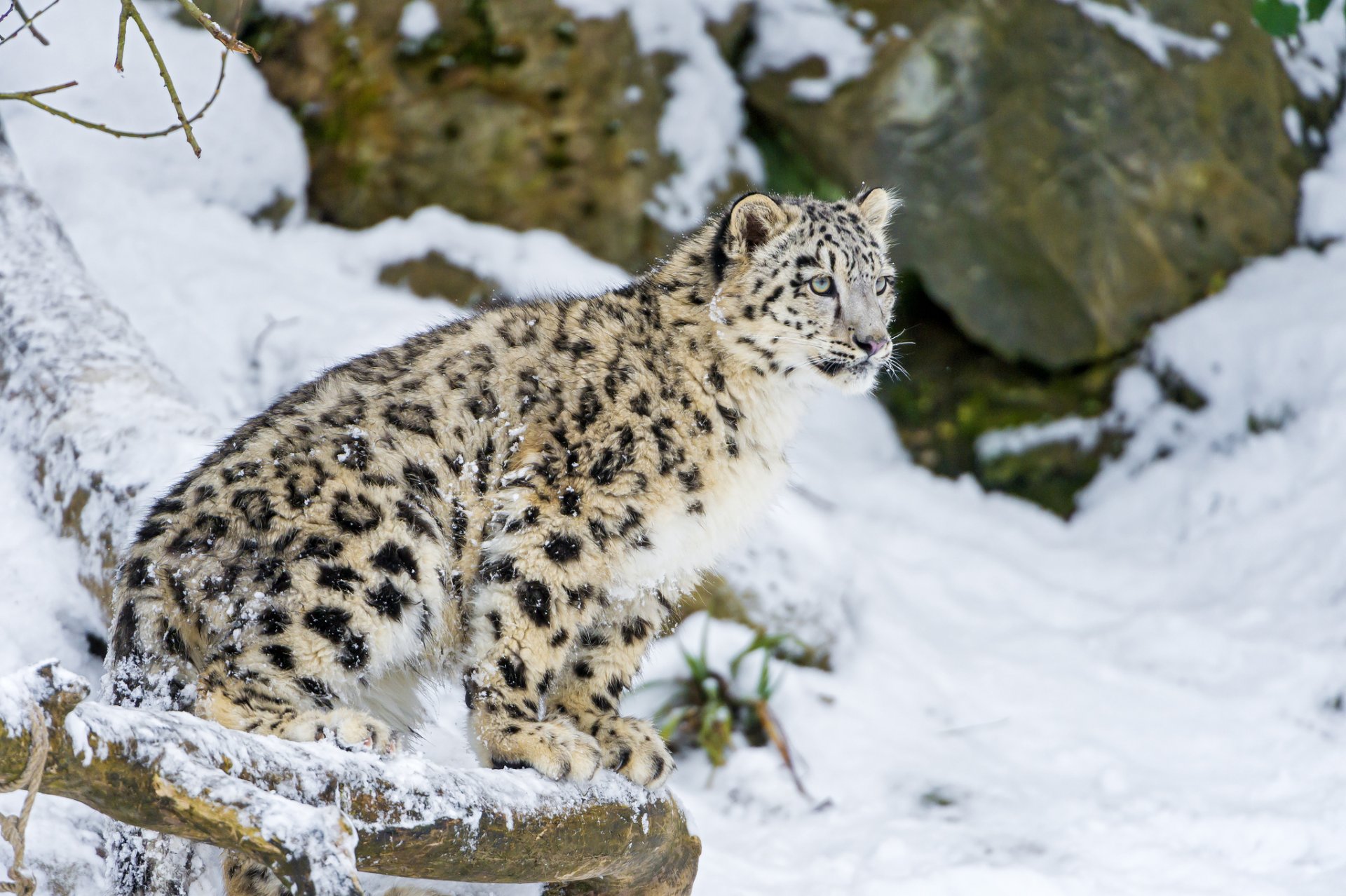 now leopard cat kitten snow leopard winter snow ©tambako the jaguar