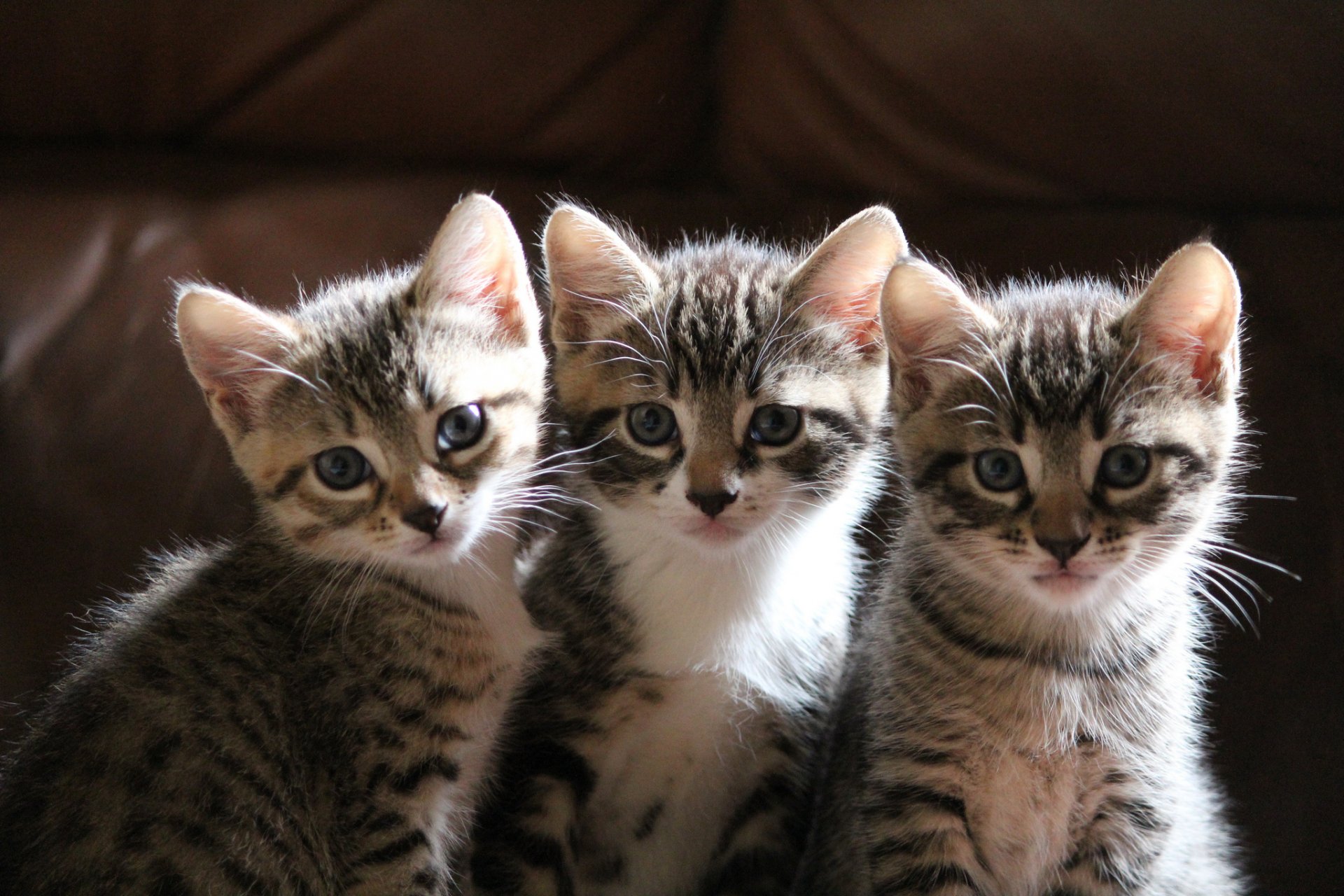 chatons trois assis regarder