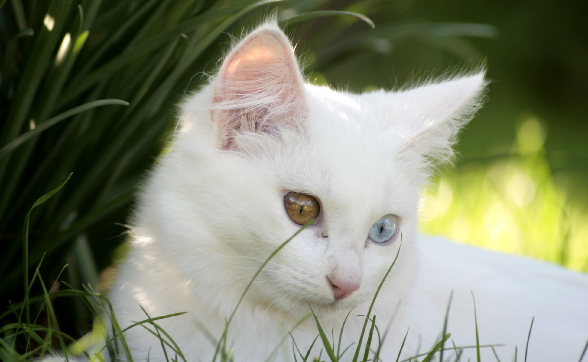 chat blanc chaton yeux différents