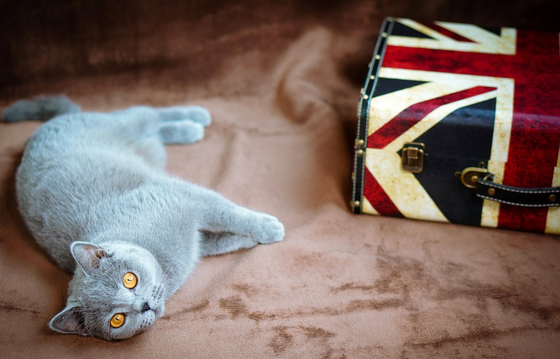 cat grey british eyes yellow lying cat suitcase flag united kingdom