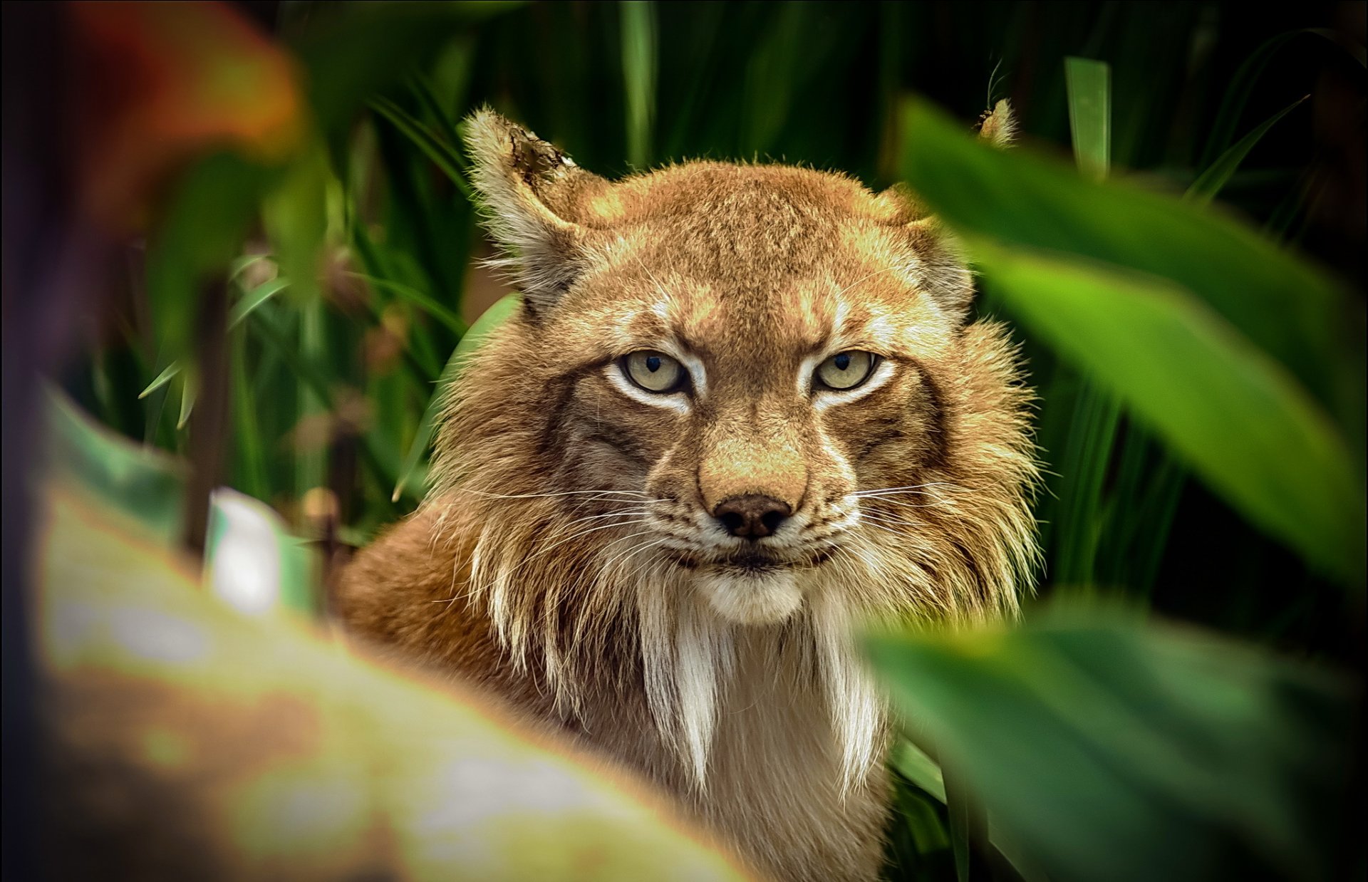 lynx predator view foliage blur