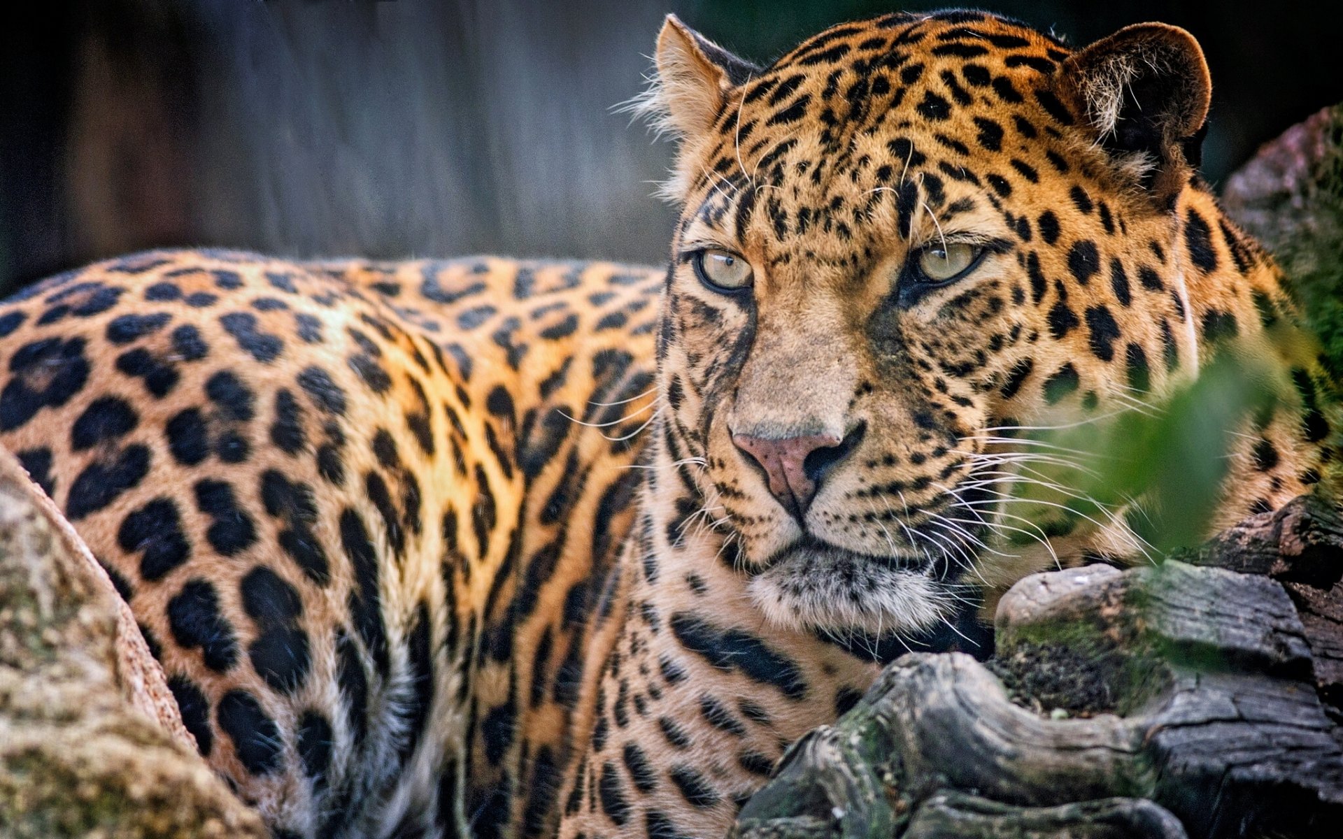 leopardo depredador mirada