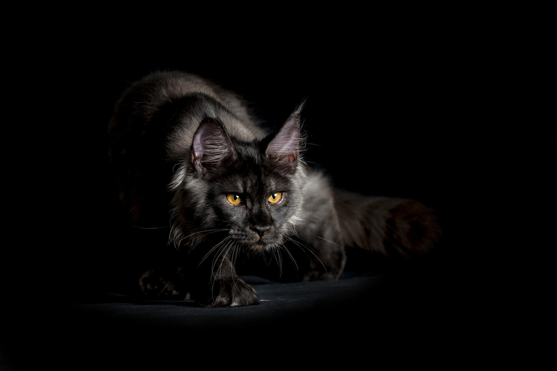 maine coon cat black shaggy view background