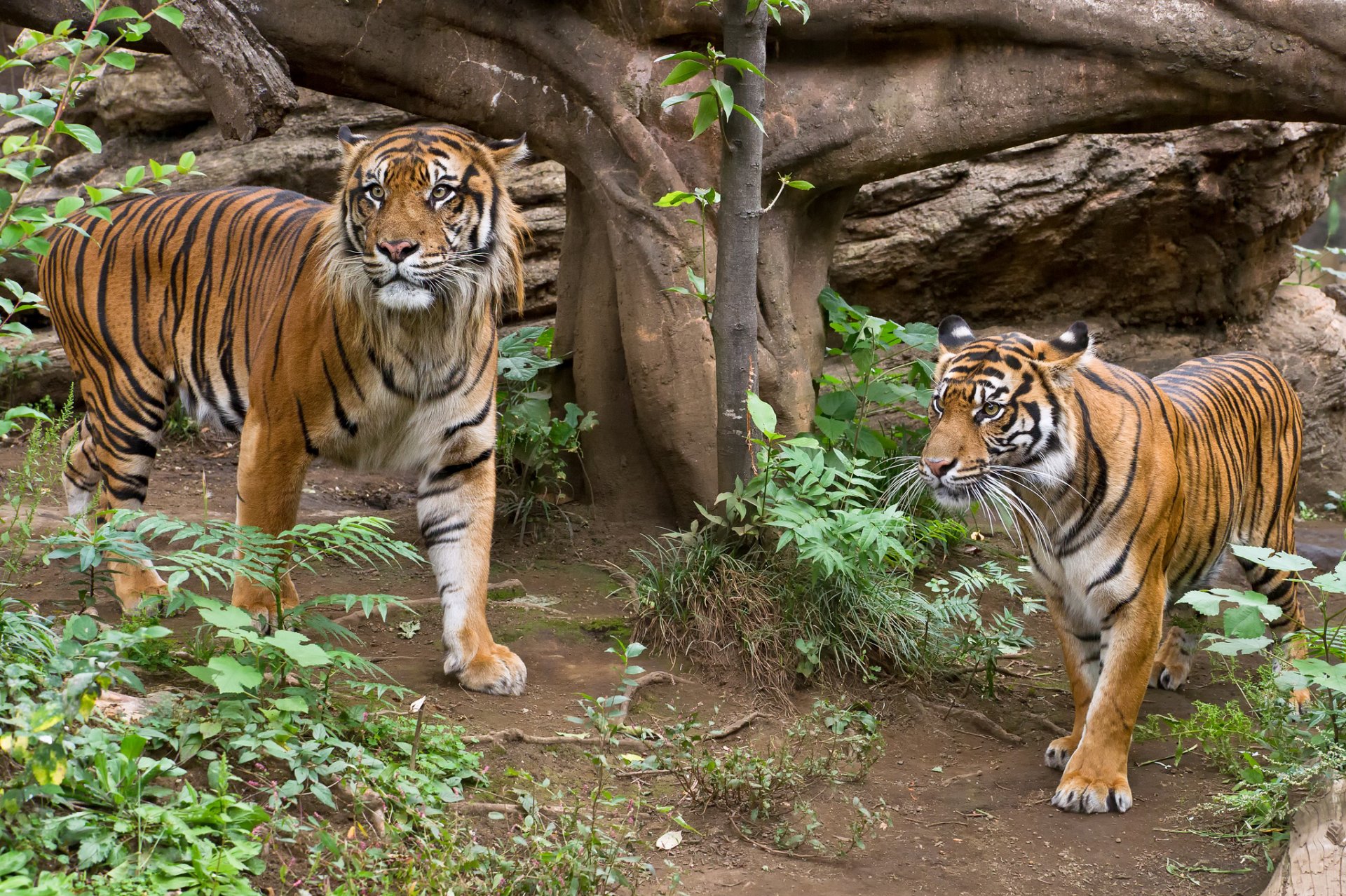 tiger sumatran cat the pair gra