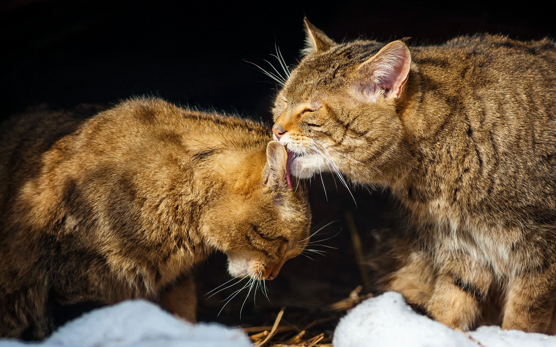 gatti natura sfondo