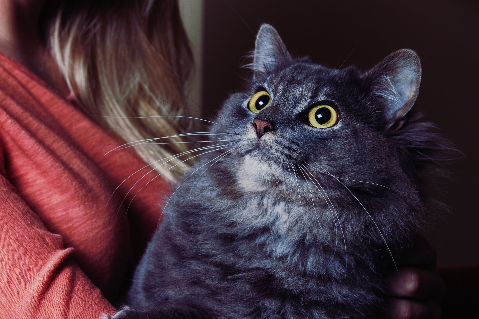 katze fett schnurrbart augen mädchen