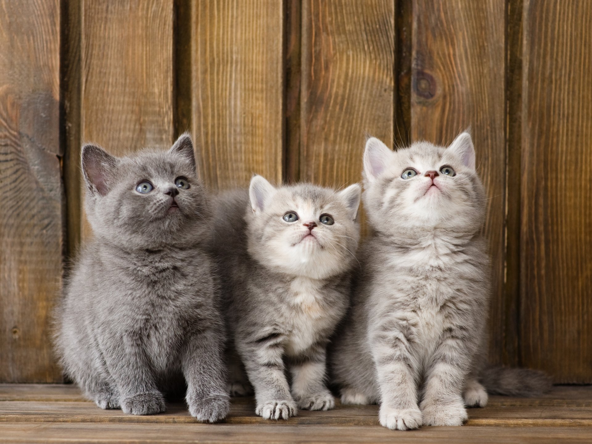 kätzchen kleinkinder trinity trio