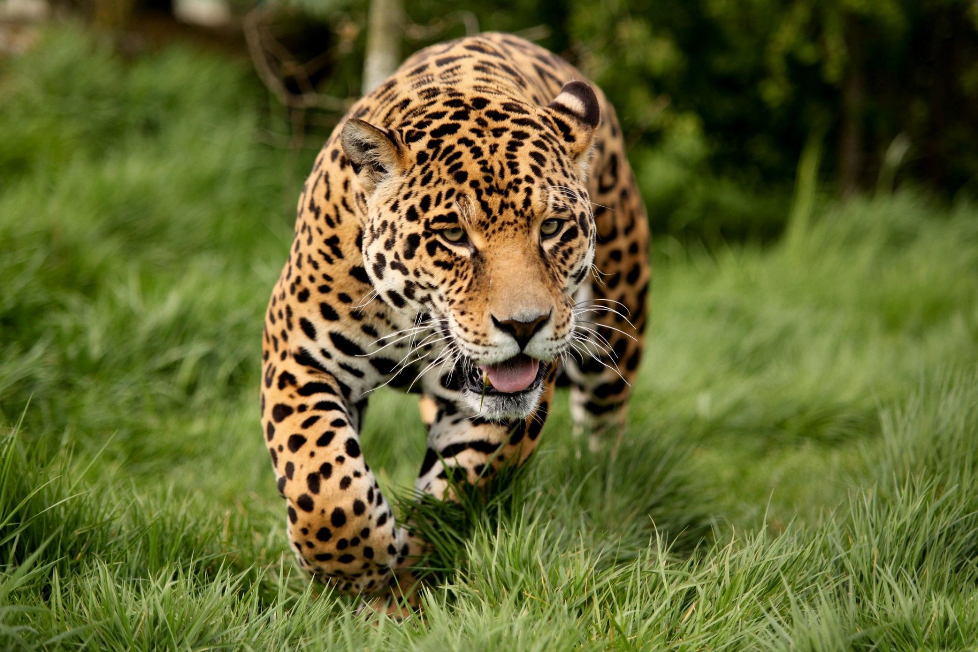 jaguar chats nature