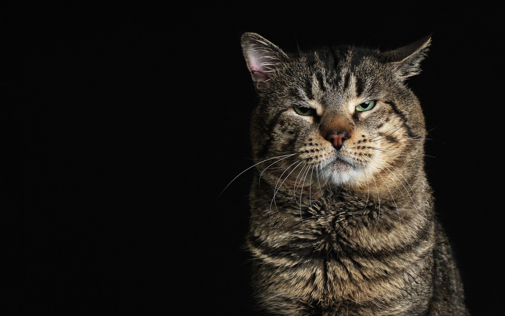 katze blick hintergrund